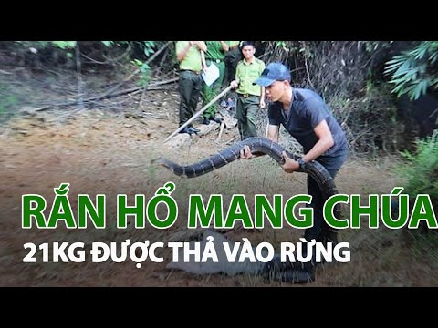 Video: Rắn hổ mang chúa trong tự nhiên