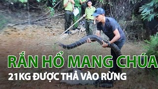 Thả rắn hổ mang chúa 21kg vào rừng| VTC14