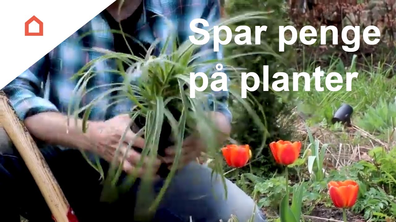 Guide: Sådan flytter du en plante, busk træ