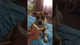 staffordshire terrier tips/ dog wants to eat my food