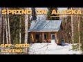 Spring has arrived at my offgrid cabin  snowshoe fishing bbq and moose