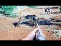 Chasse Aux Sanglier - Hunting WILd Boar DOMUZU AVI grande javali