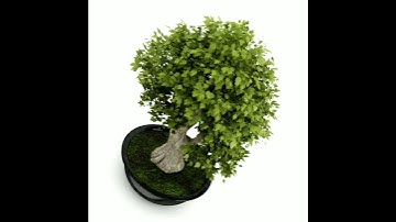 Bonsai Tree 3D model from CGTrader.com