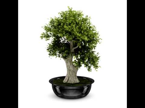 Bonsai Tree 3D