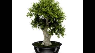 Bonsai Tree 3D model from CGTrader.com