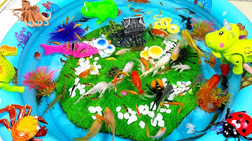 Con Bò,Cá Chép ,Cá Chép Vàng,Cá Heo,Cá Mập,Cá Heo Trắng,Cá Heo,Cua,Ghẹ Xanh,Rắn,ẾchAnimas,Fish video