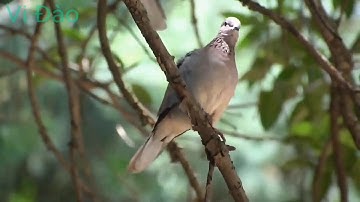 KHĂP PI KHUI - Dân tộc Thái Nghệ An