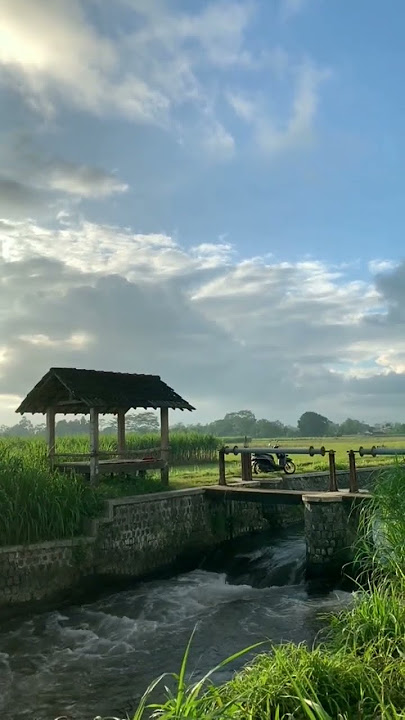 indah nya pemandangan sawah di desa 🌾🌾💦☀|| Story WA terbaru❗||TikTok viral🔥 #shortvideo