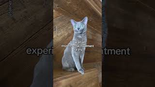 If you scroll, you’ll never know that…#cat #cats #petfluencer