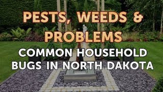 Common Household Bugs in North Dakota