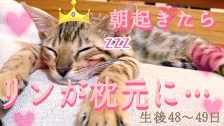 【生後4849日目】目覚めると枕元にリンベンガル猫ベルの子猫の成長記録