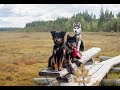 Lapponianherdermix Savu, Husky Tikva & Lapponian herder Ninja の動画、YouTube動画。