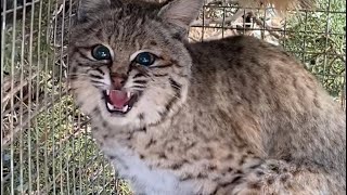Bobcat kitten released #bobcat #cagingbobcats #trap