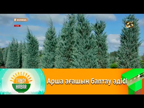 Бейне: Өскен аршаны қалай кесуге болады: бағынбайтын аршаларды қайтадан пішінге келтіру