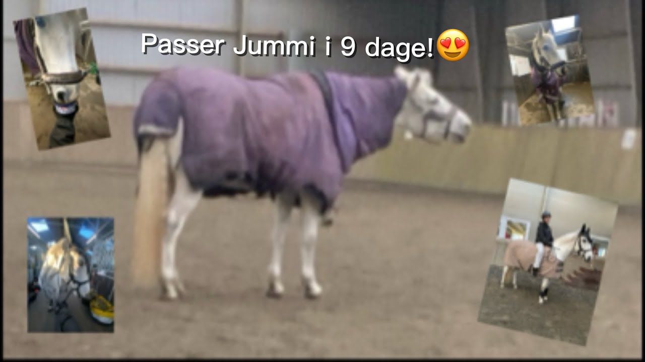 Passer Jummi i 9 dage! | uden sadel og dressur. Falder af 2 gange🫣✨