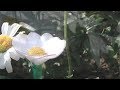 Diy Stocking Marguerite Flower * Ромашка из капрона своими руками