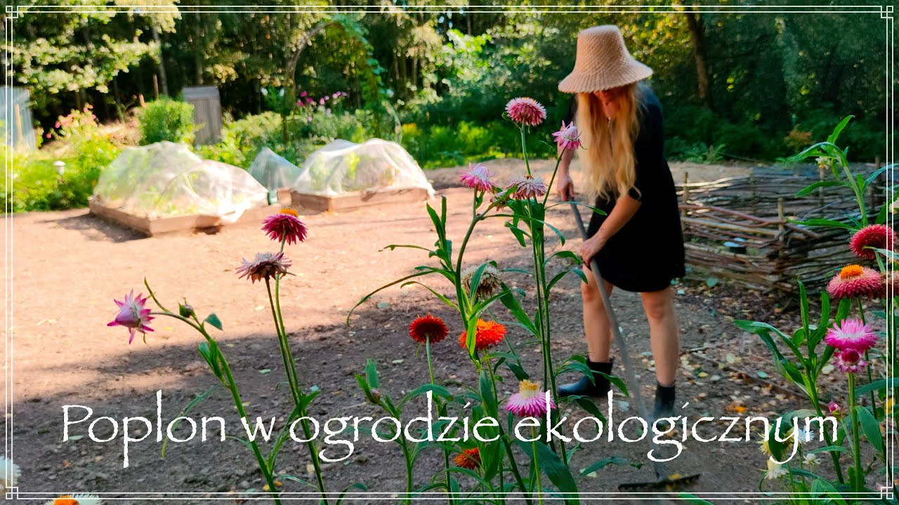 Poplon w ogrodzie ekologicznym #1