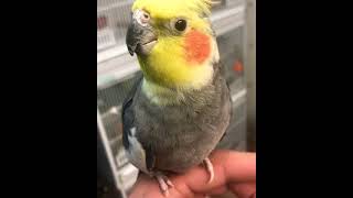 Cockatiel Parrot singing and whistling ( Taming a cockatiel )