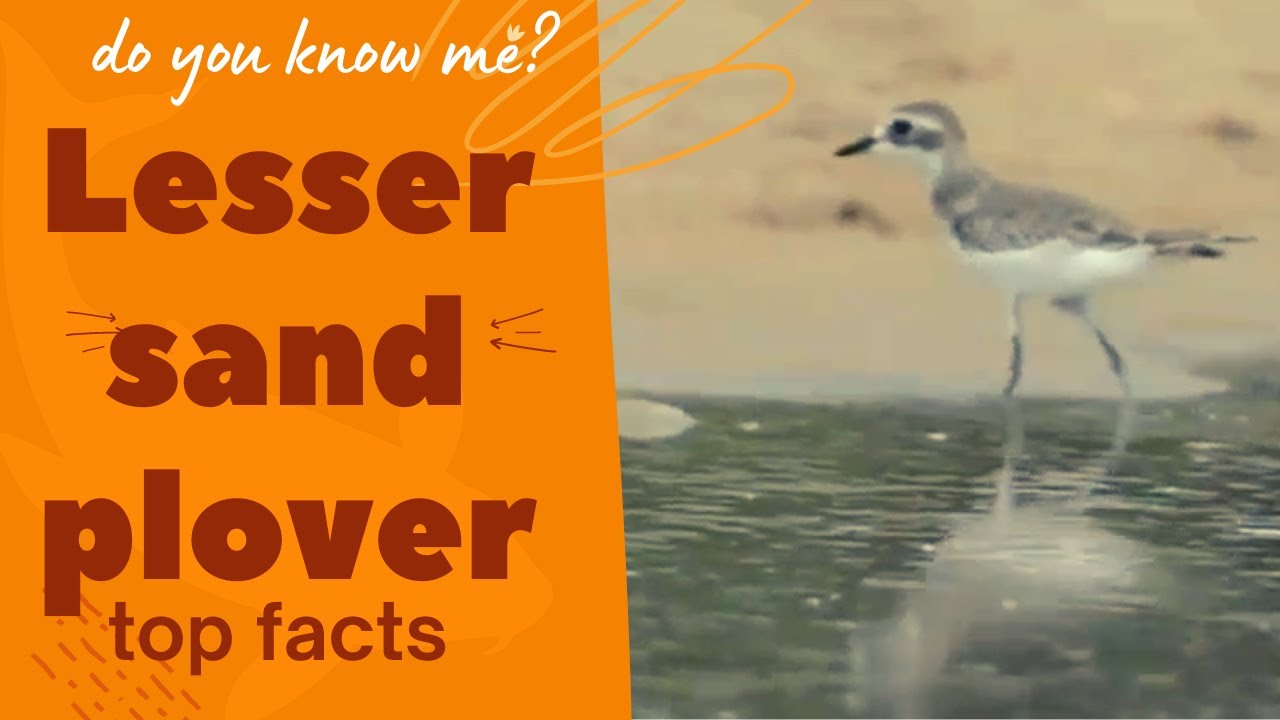 lesser sand plover facts