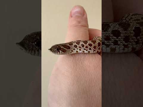 High On The Hog Hognosesnake