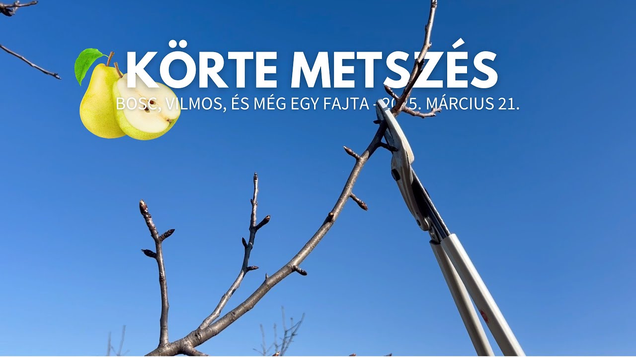 Körte metszés (Bosc, Vilmos, és egy ismeretlen fajta) - 2025 március 21.