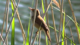 Vroege Vogels - Kleine karekiet zingt in het riet