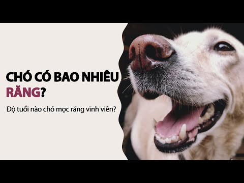 Video: Chó con mọc răng