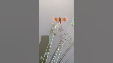 Chuồn chuồn ớt hay chuồn chuồn đỏ?