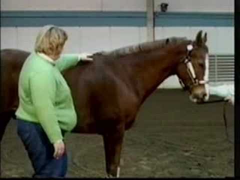 Horse Conformation: Balance, part 1, as seen on eXtension