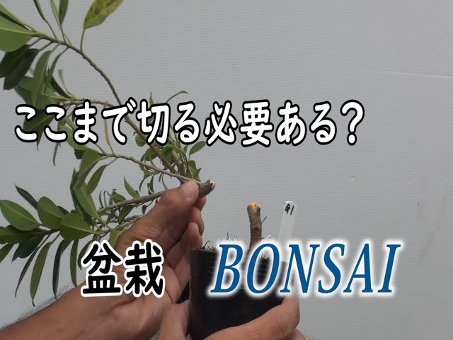2.挿し木からガジュマル盆栽へ[132] - YouTube