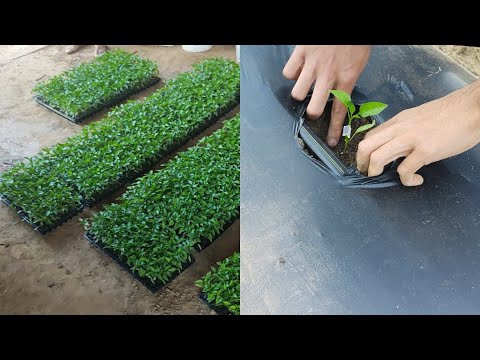 Vídeo: Como e o que cultivar em uma estufa?