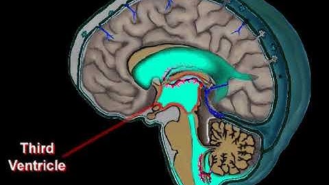Cerebrospinal fluid flow through the brain.