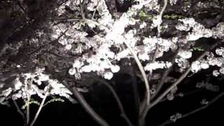 Nighttime Cherries in Washington DC