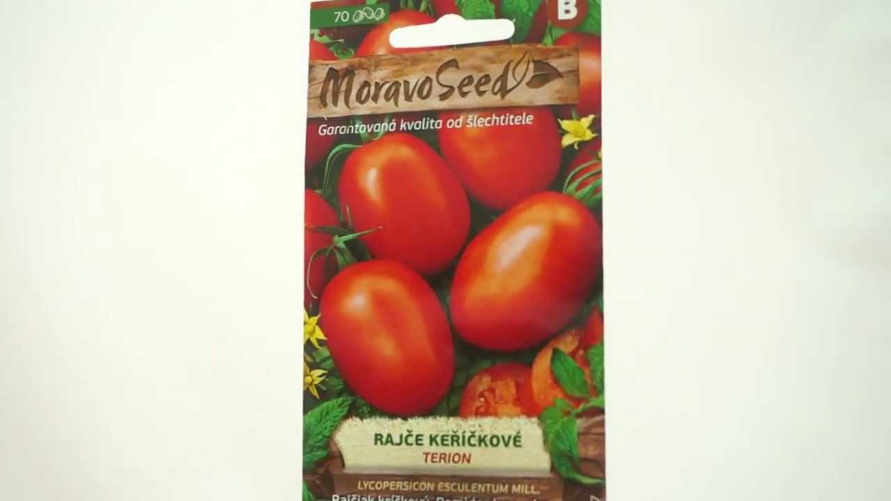 Rajče keříčkové Terion