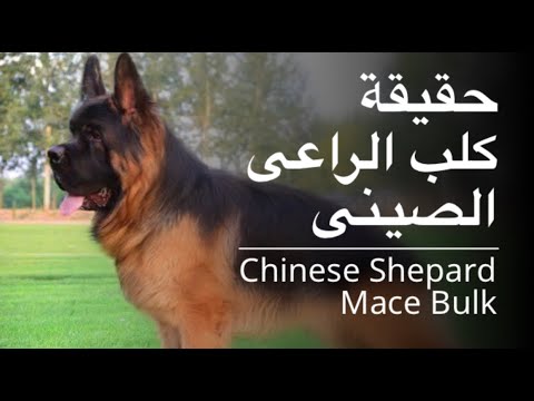 حقيقة كلب الراعى الصينى Chinese Shepard Youtube