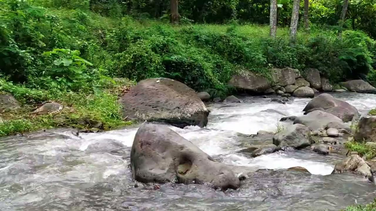 Tranquil Jungle River 🌊 | Calming Water Sounds for Relaxation & Meditation