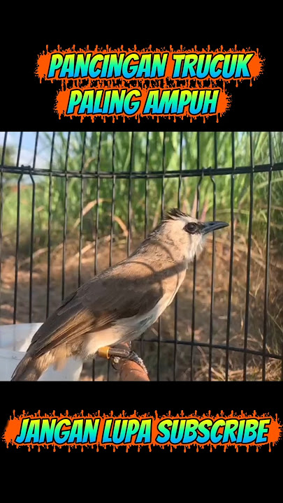 tr #trucukan #ropeltrucukan #burung #trucuk #birdsong #trucukbetinamemanggiljantan #masteranjernih
