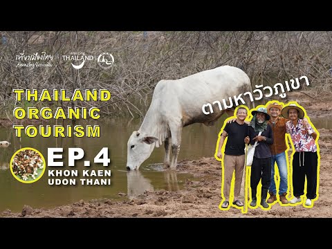 เลี้ยงวัวบนภูเขาและcheftabl ต้า ชัยโสโร : Camping Tour : Full Episode