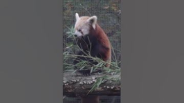 First snowfall for red panda cubs at Zoo Knoxville