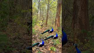 unbelievable catch!😱 #peacock #visualeffects  #viralvideo #digitalart #vfx #surreal #Indiavfx