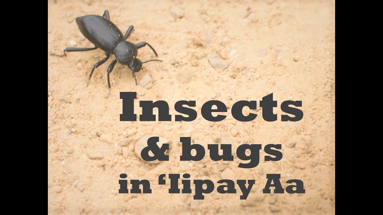 Insects and Bugs in 'Iipay Aa Kumeyaay - YouTube