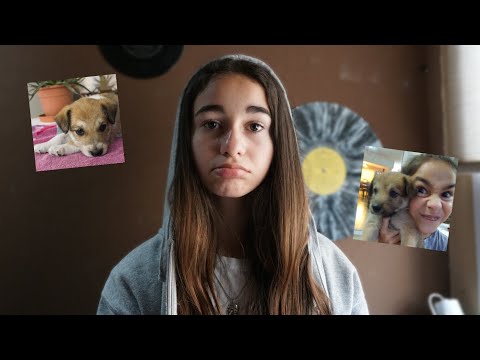 mi perra se escapo y volvio con 7 cachorros