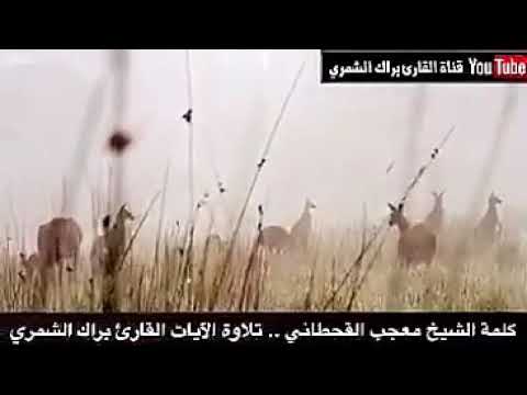 سبحان الله السبب في أن حيوان الكنغر لا يشرب الماء أبدا