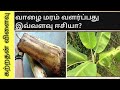 வாழை மரம் வளர்ப்பது எப்படி |how to grow banana tree in tamil | கற்றதன் விளைவு