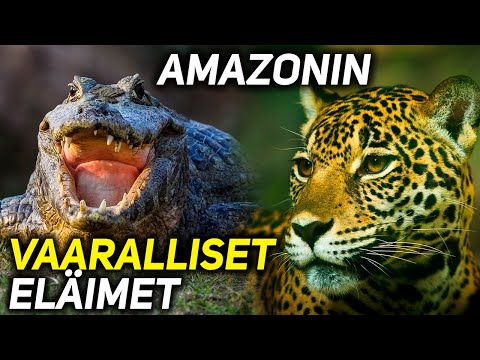 Video: Amazonin kasvit ja eläimet