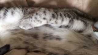 Wintermuse, Not the Longest Egyptian Mau in the World by MyEgyptianMau 543 views 9 years ago 18 seconds