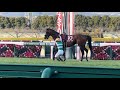 【エフフォーリア　心房細動で競走中止】ゴール前ですぐさま下馬した横山武史騎手　　　京都記念2023 #エフフォーリア　#横山武史  #京都記念2023