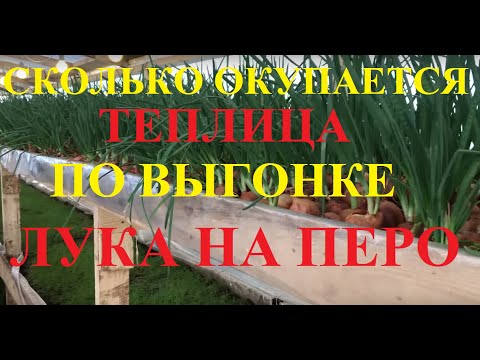 Сколько окупается теплица по выгонке лука на перо!?? Полный расчет окупаемости!!!