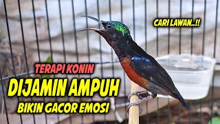 SUARA BURUNG KOLIBRI NINJA GACOR FULL ISIAN INI 97% COCOK BUAT PANCINGAN KONIN AGAR CEPAT EMOSI