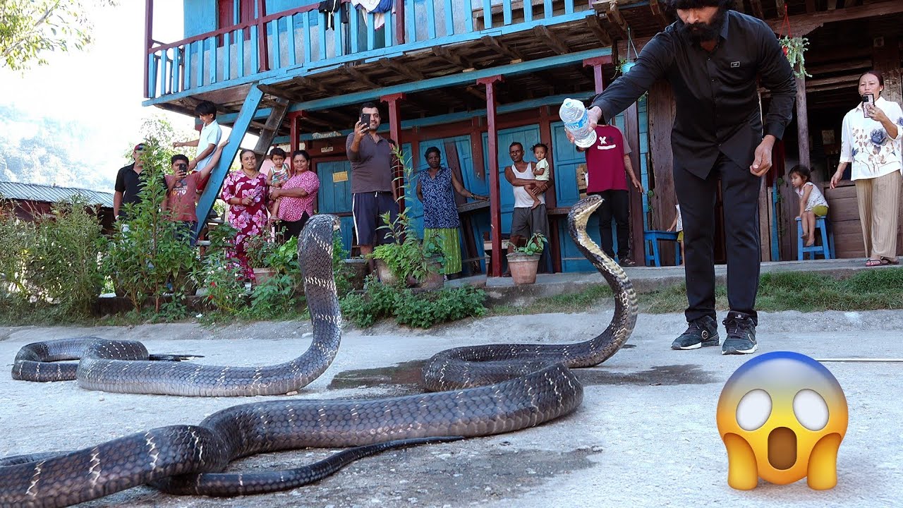 दुनिया का सबसे जहरीला किंग कोबरा को रेस्क्यू करते टाइम कैसे किया अटैक, फिर क्या हुआ! 😱😱King Cobra